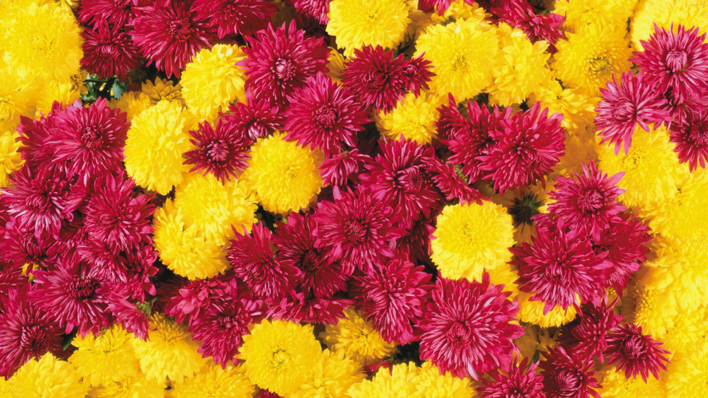 Autumn Flowers HD Wallpaper
