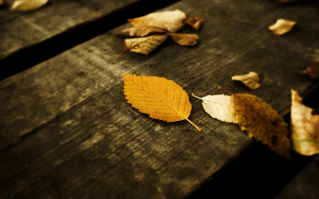 Autumn Leaves HD Wallpaper