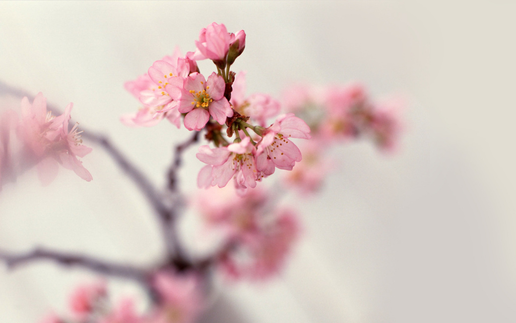 Blossom Twigs HD Wallpaper