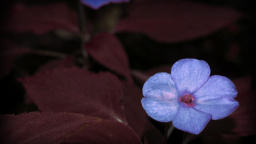 Blue Flower, Nuuanu-Punchbowl, Honolulu, Hi, Us