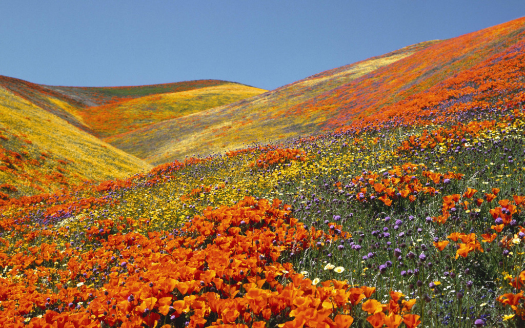 California Poppy Field HD Wallpaper