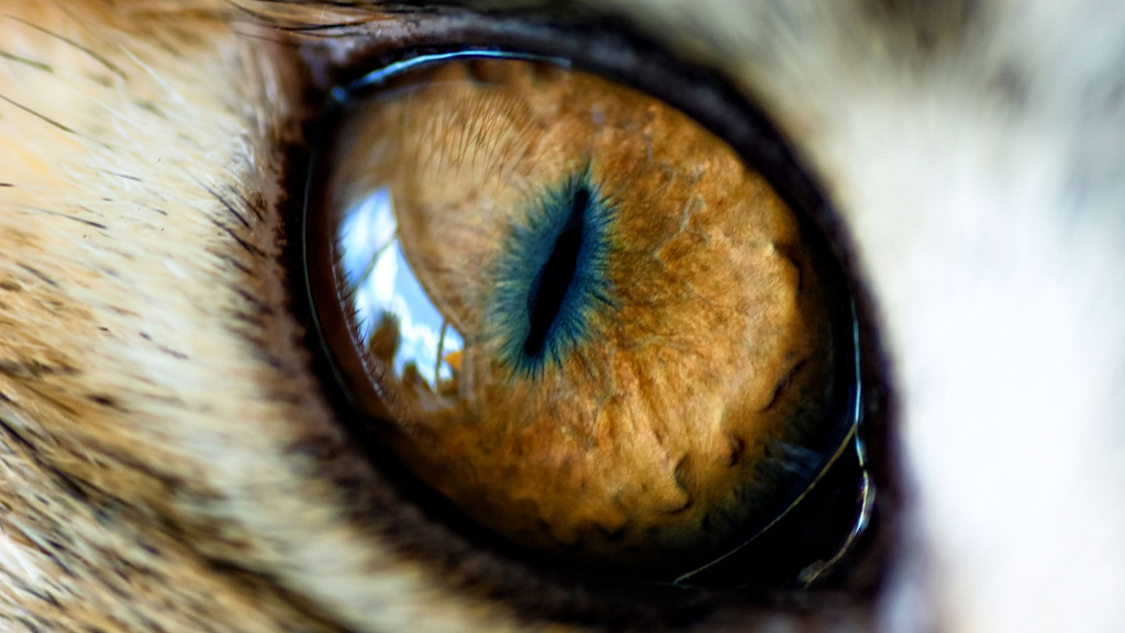 Cat Eye HD Wallpaper