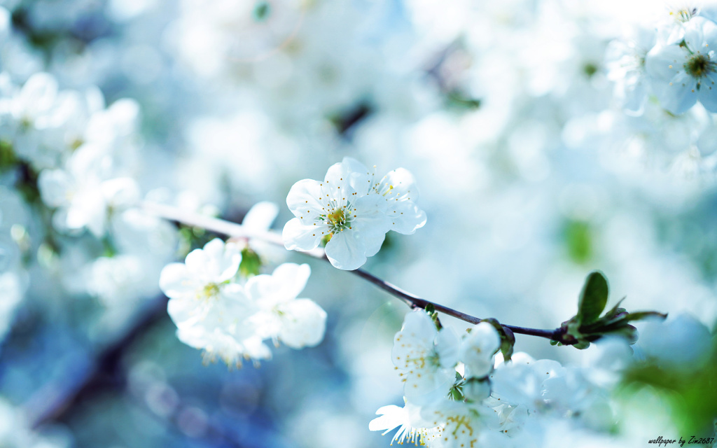 Cherry Blossom HD Wallpaper
