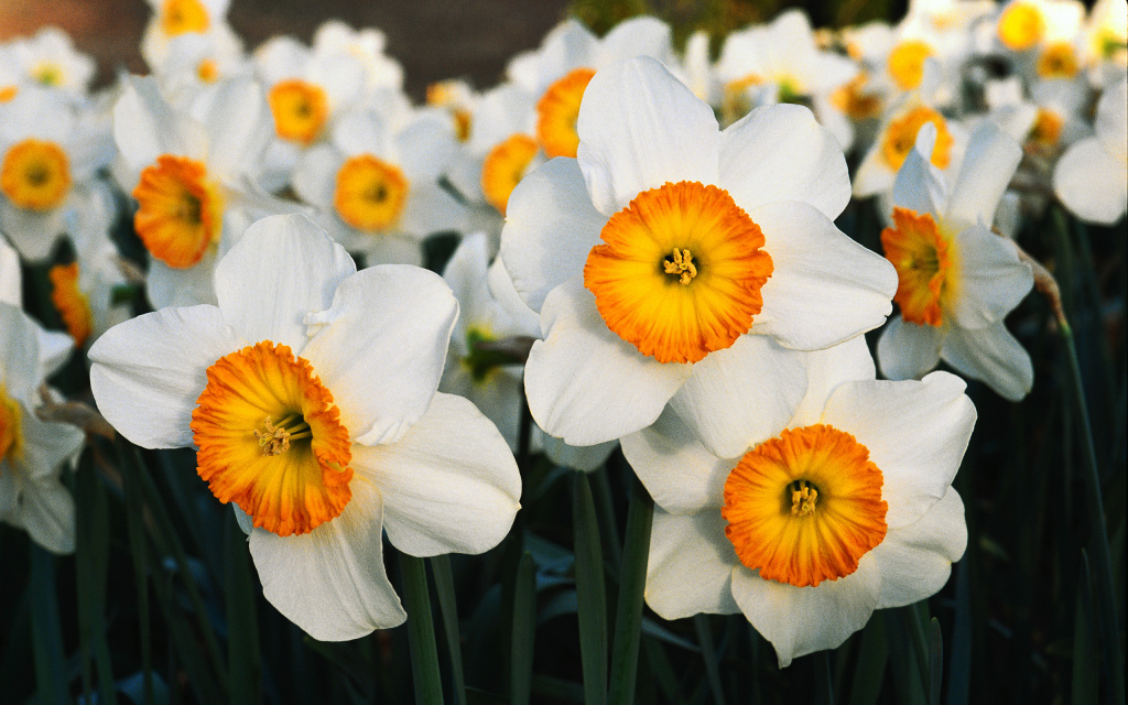 Daffodils HD Wallpaper