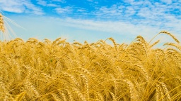 Dry Wheat