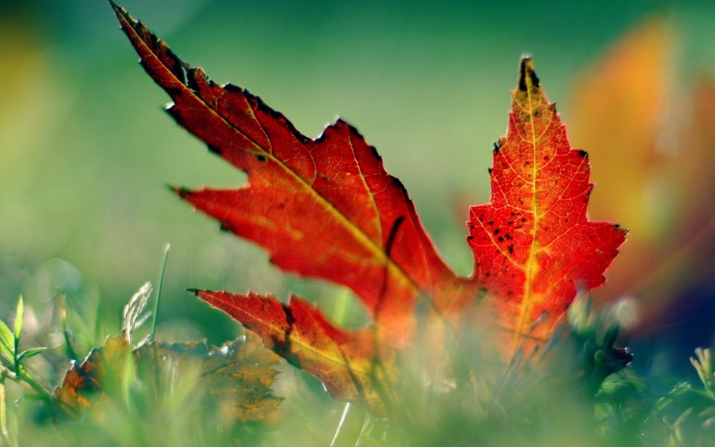 Fall Leaf HD Wallpaper