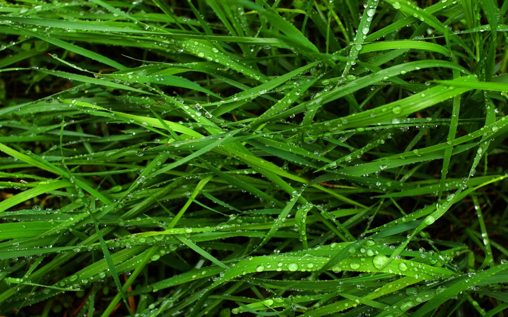 Fresh Grass HD Wallpaper