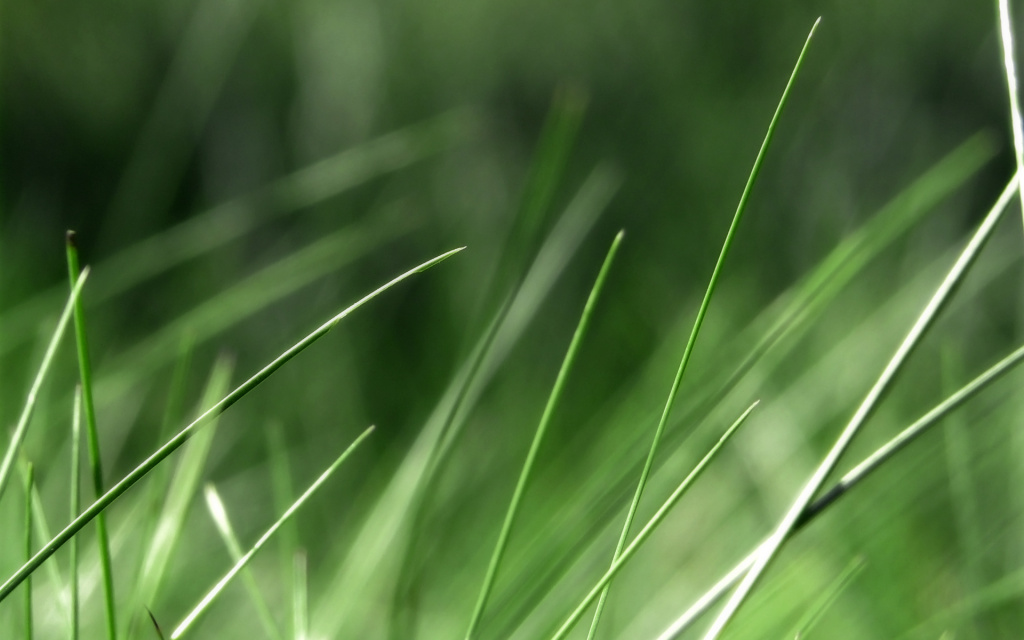 Grass 1 HD Wallpaper