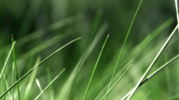 Grass 1