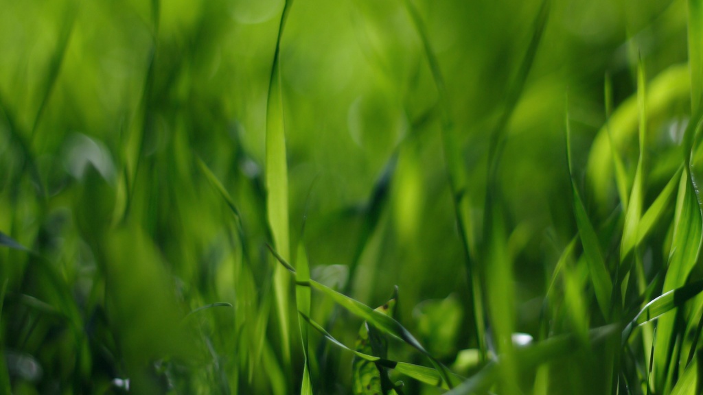 Grass Close-Up HD Wallpaper