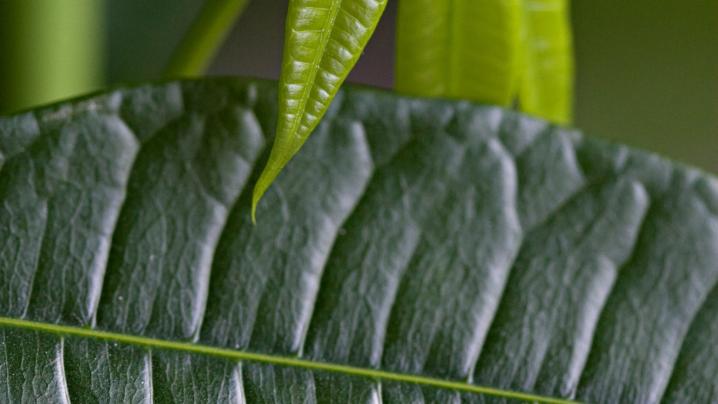 Green Leaves HD Wallpaper