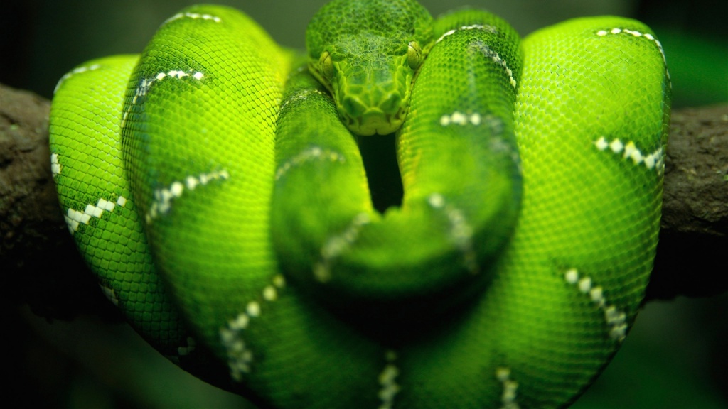 Green Tree Python HD Wallpaper