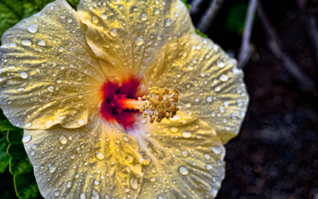 Hibiscus In The Rain HDR HD Wallpaper
