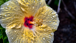 Hibiscus In The Rain HDR