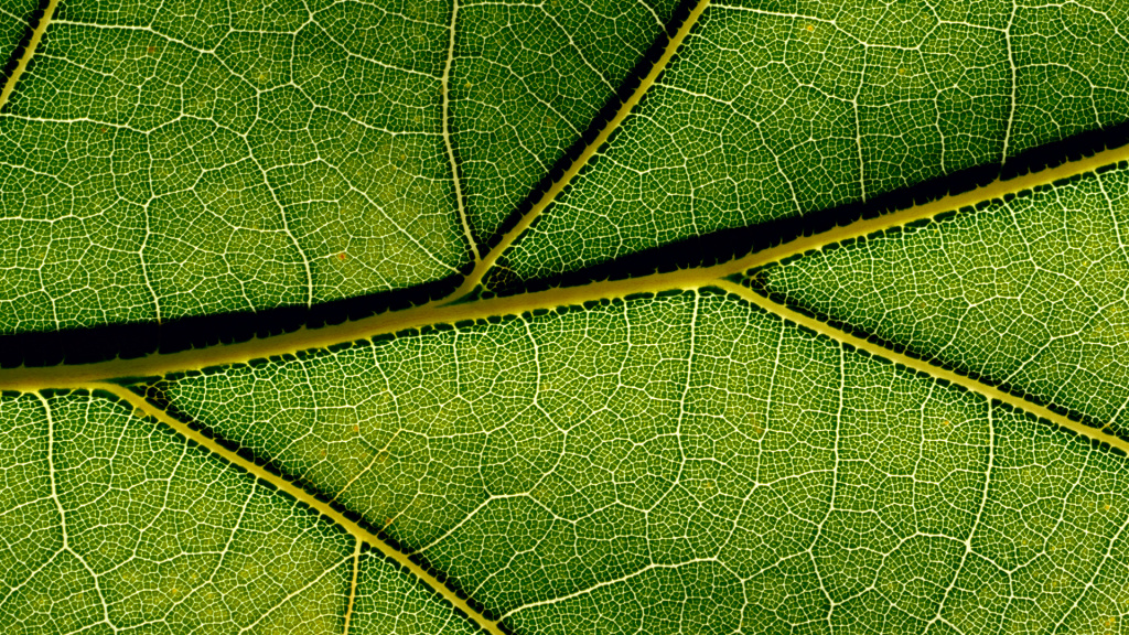 Leaf Macro HD Wallpaper