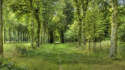 Nature HDR