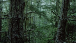 Olympic National Forest, Washington, USA