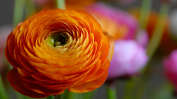 Orange Flower Macro
