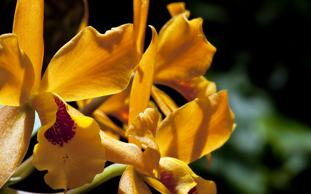 Orange Orchid HD Wallpaper