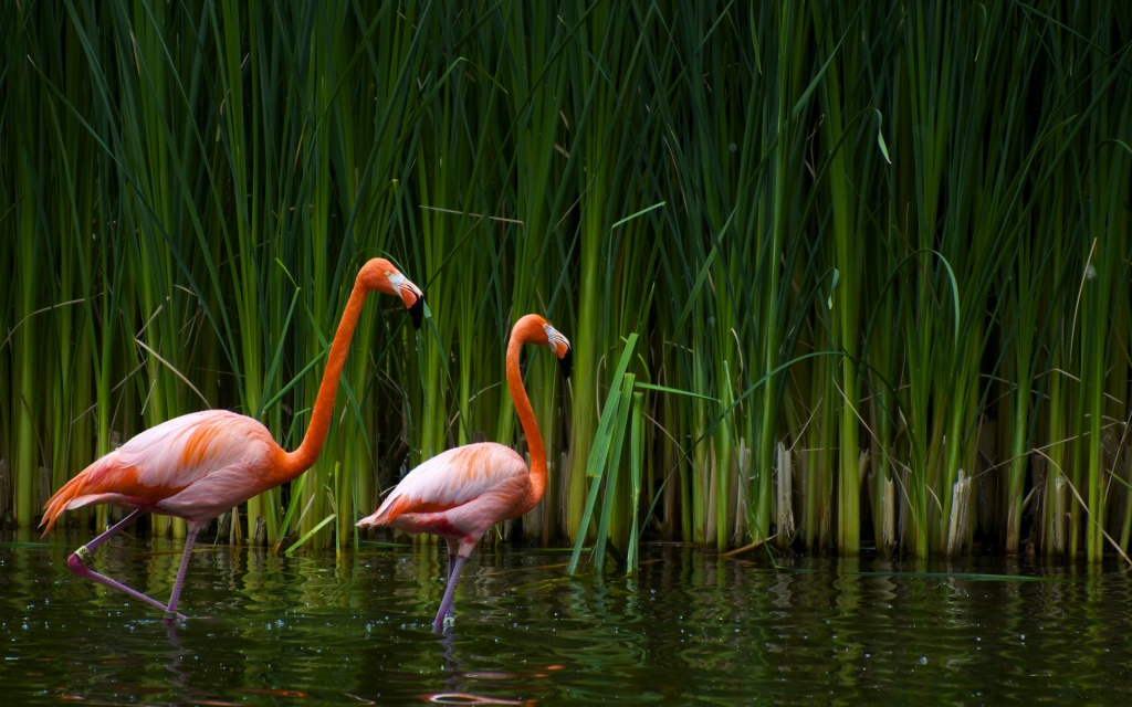 Pair Of Flamingos HD Wallpaper