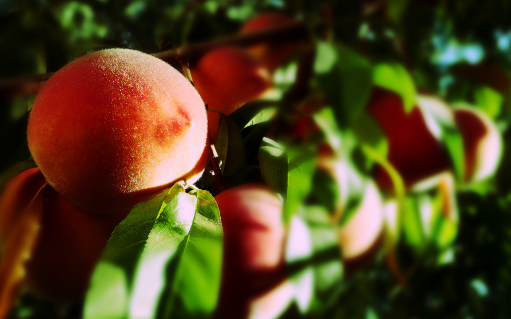 Peaches HD Wallpaper