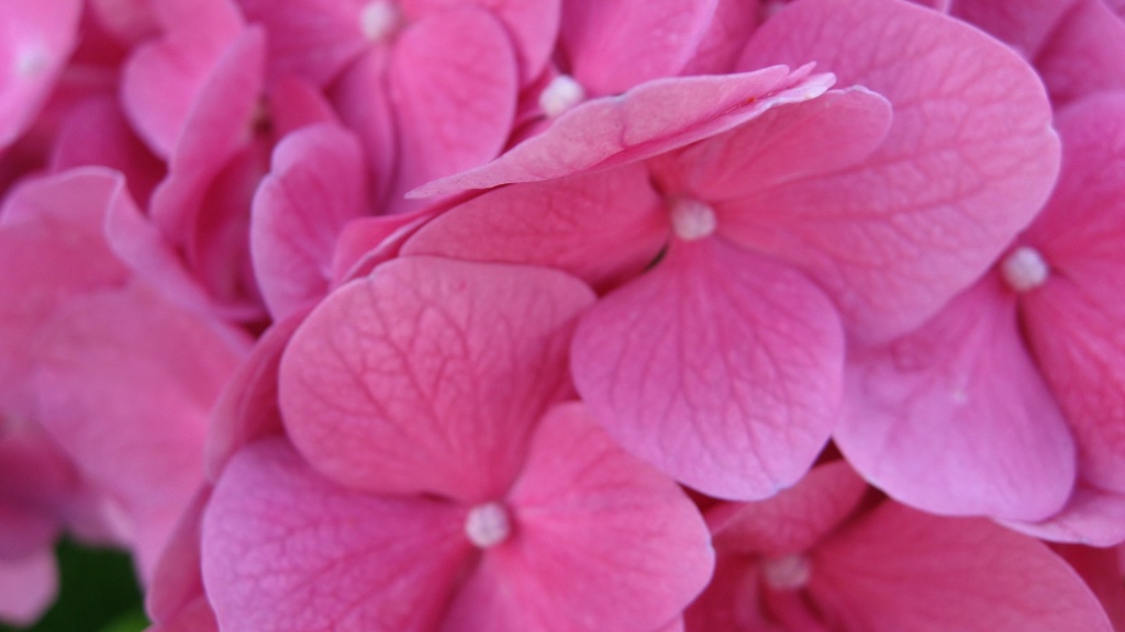 Pink Hydrangea Flowers HD Wallpaper