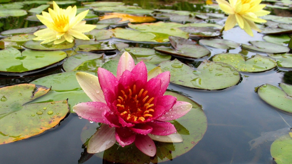 Pink Water Lily HD Wallpaper