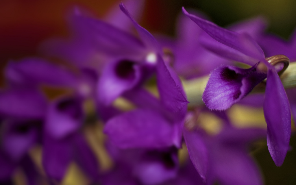 Purple Orchid HD Wallpaper