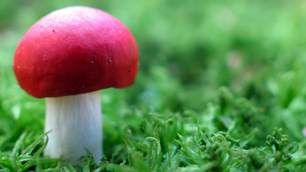 Red Mushroom HD Wallpaper