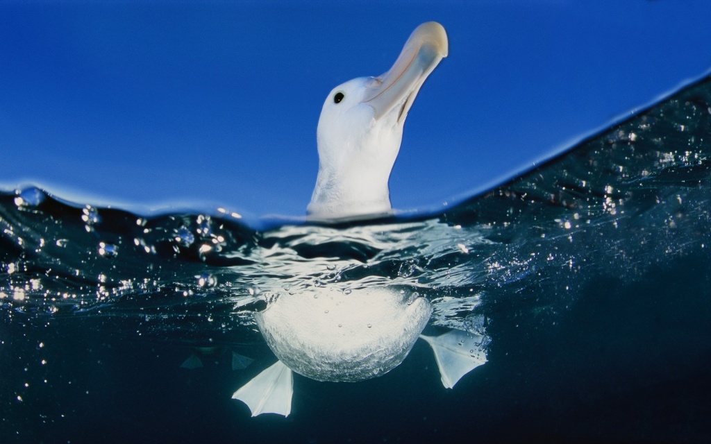 Seagull HD Wallpaper