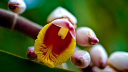 Shell Ginger Blossom