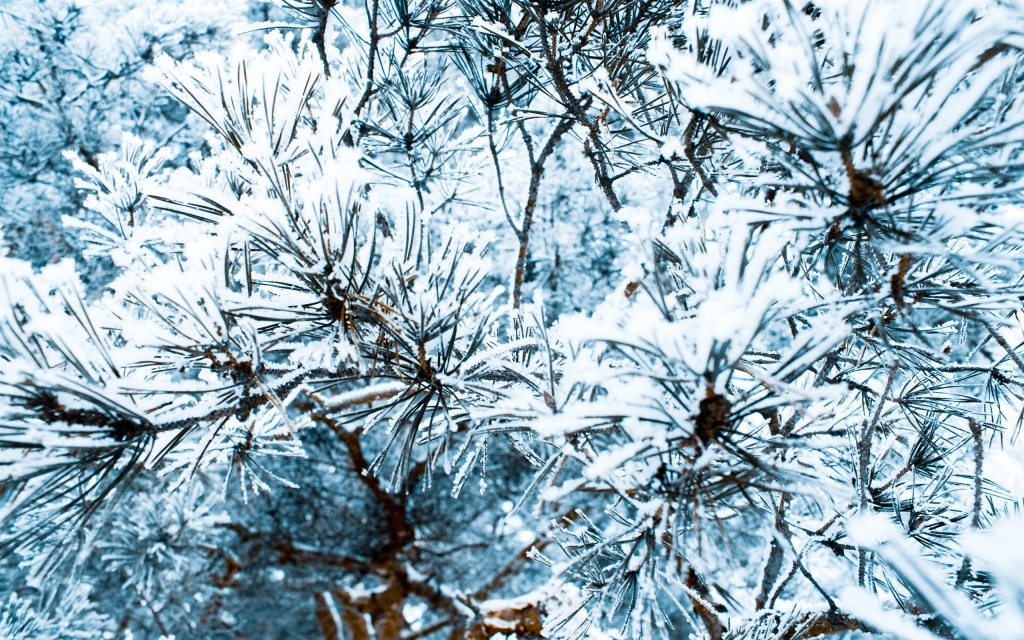 Snowy Pine Needles HD Wallpaper