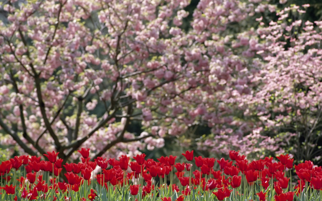 Spring Blossoms HD Wallpaper