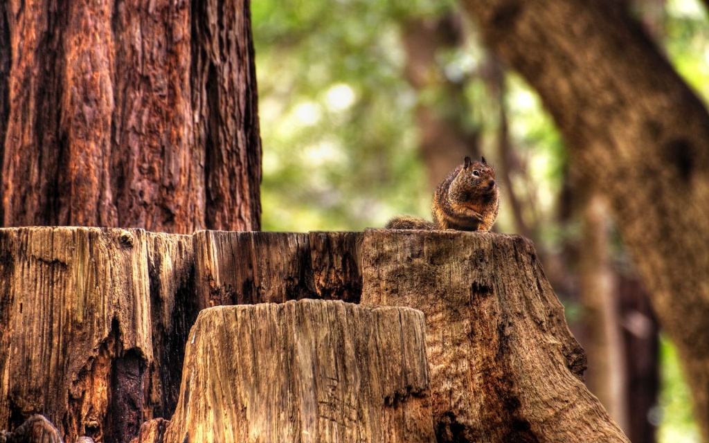 Squirrel HDR HD Wallpaper