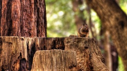 Squirrel HDR