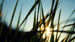 Sunlight, Grass