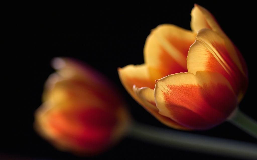 Tulips Macro HD Wallpaper