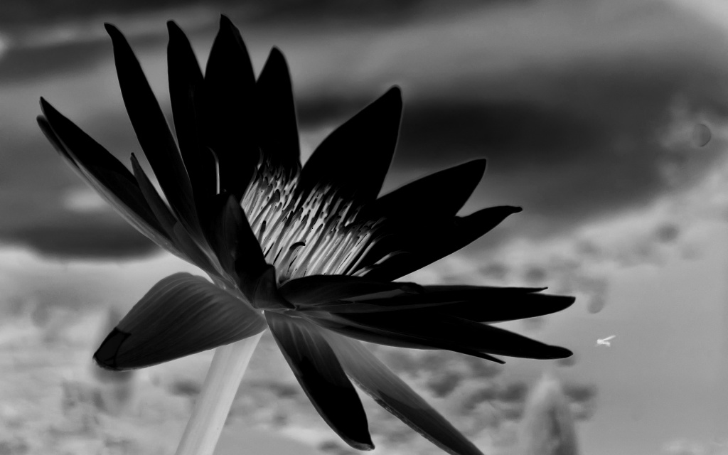 Water Lily Monochrome HD Wallpaper