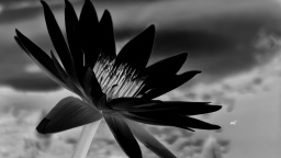 Water Lily Monochrome