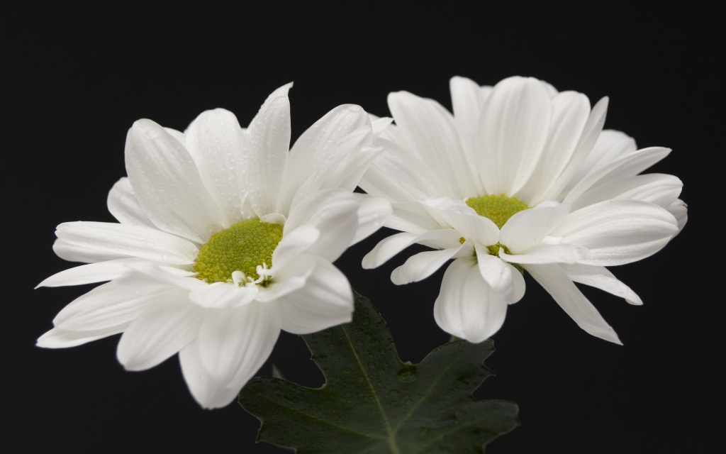 White Flowers HD Wallpaper