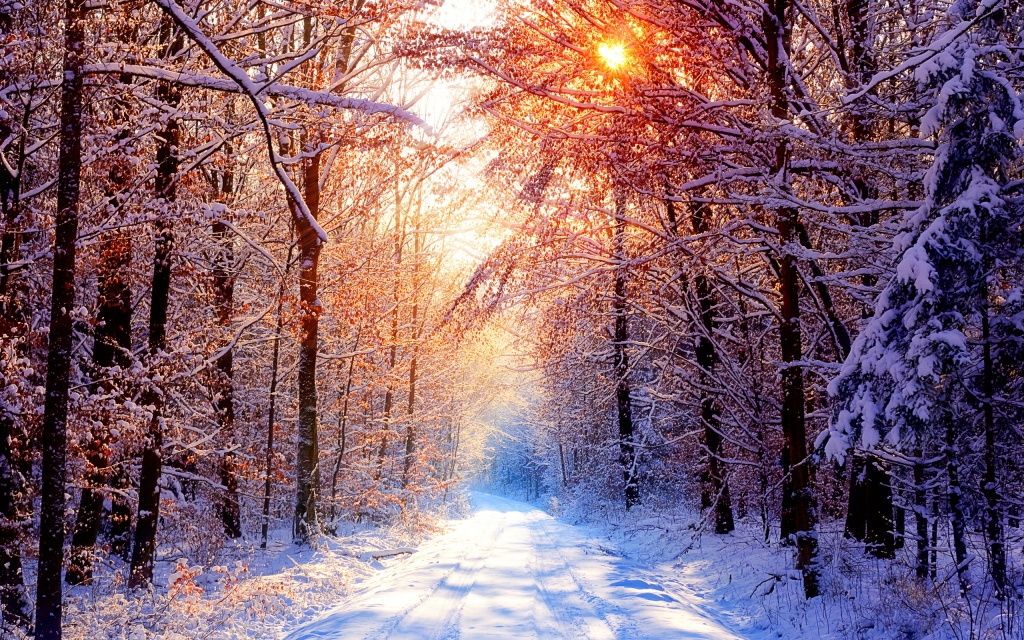 Winter Beauty HD Wallpaper