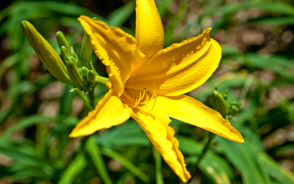 Yellow Lily, Lyon Arboretum, Hawaii, US HD Wallpaper
