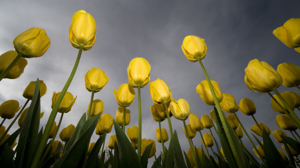 Yellow Tulips HD Wallpaper