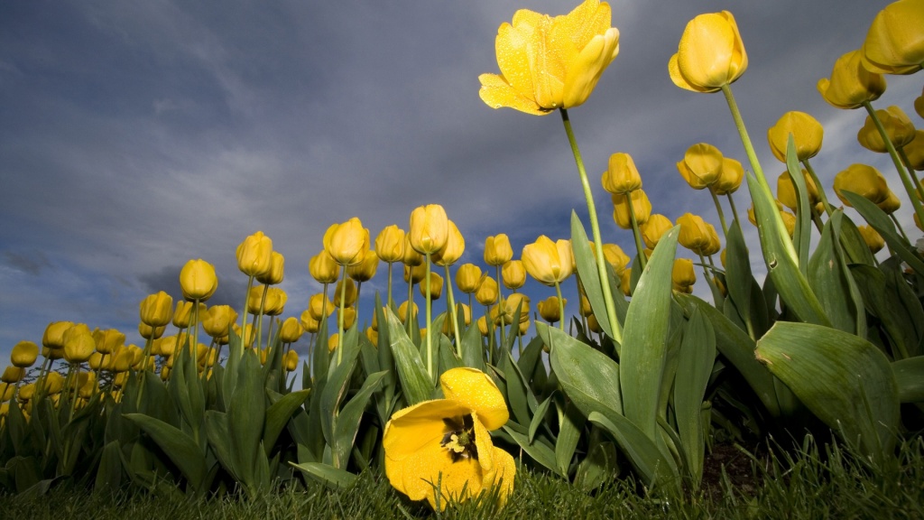 Yellow Tulips Flowers HD Wallpaper
