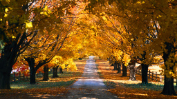 Fall Trees Along The Road