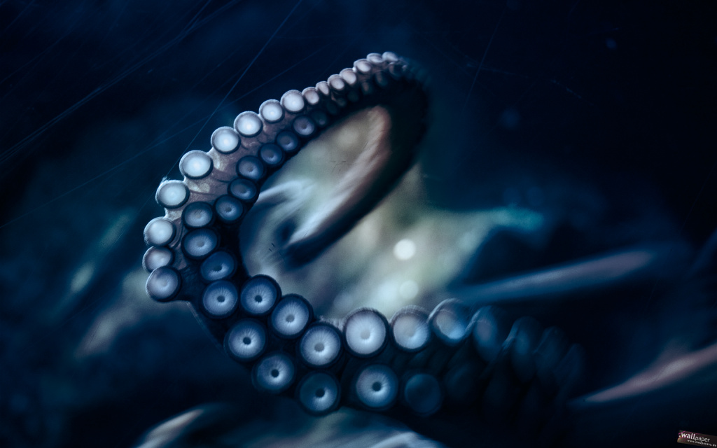 Octopus Photography HD Wallpaper