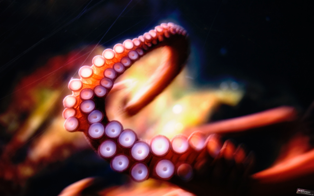 Octopus Tentacles HD Wallpaper