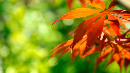 Orange Japanese Maple Leaves