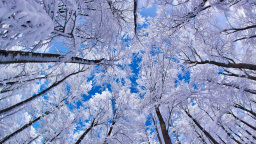 Snowy Trees And Blue Sky