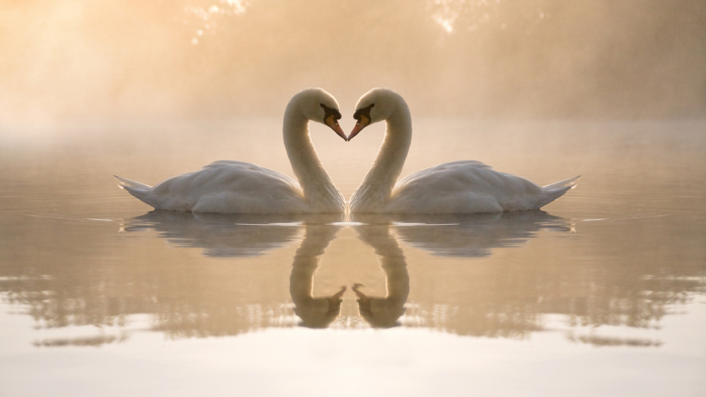 Swans Heart HD Wallpaper